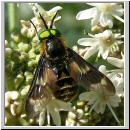 Chrysops relictus - Bremse m03.jpg